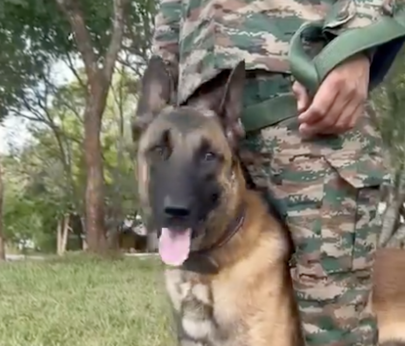 Exercise Mitra Shakti – 2024: Meet Zac, the canine commando in India-Sri Lanka army drills