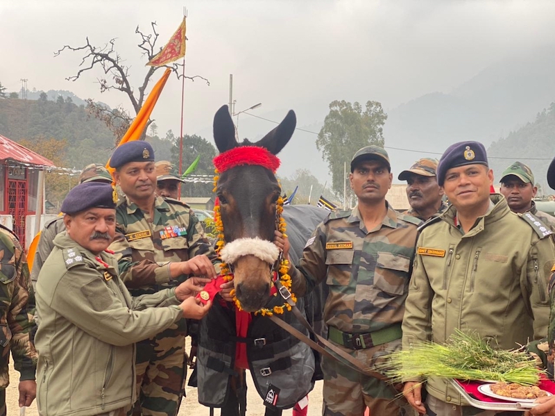 Hoof No. 122: Serving at Arunachal Pradesh’s hostile LAC terrain, mule gets Indian Army chief’s ‘Commendation Card’