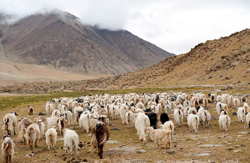 Indian graziers confront Chinese troops in eastern Ladakh, video shows